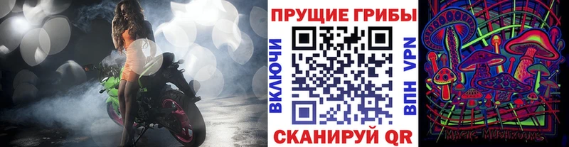 где купить наркотик Кондопога Галлюциногенные грибы Psilocybe